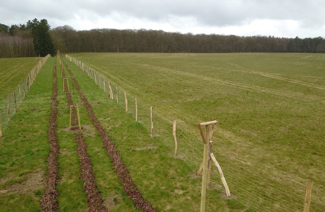 Pflanzung Hecke Lentschow  und Greifvogel