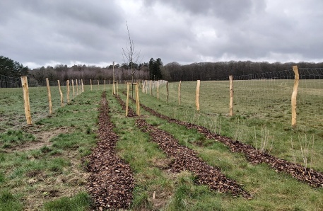 Pflanzung Hecke Lentschow