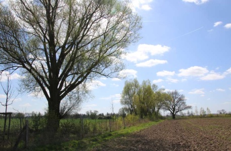 Übersicht Hecke mit Saum Plauerhagen