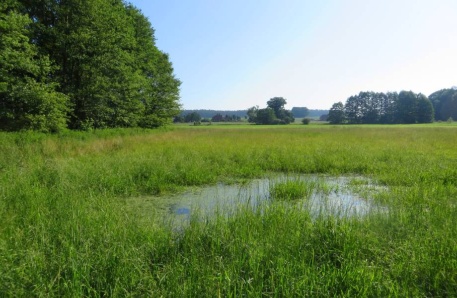 Vernässter Grünland