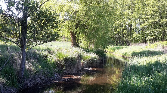 Der Kraaker Mühlenbach ist ein renaturiertes Fließgewässer
