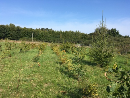 Pflanzung der Fläche Pantow West 2020