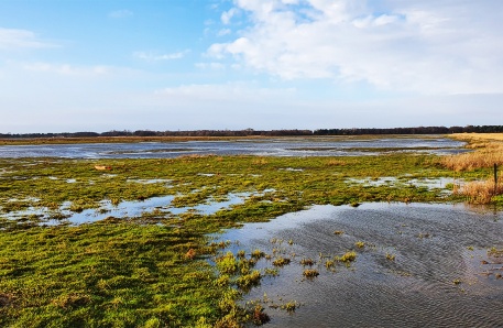 Fischlandwiesen