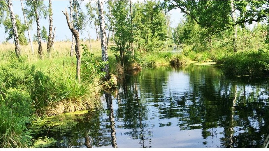 Moorschutz und Natura