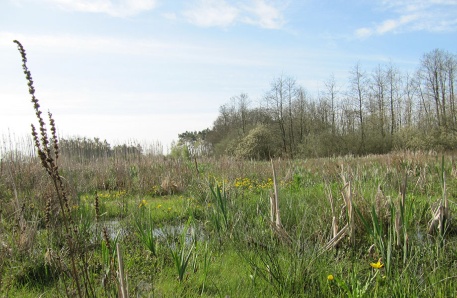 Die Rossiner Wiese ist ein anerkanntes Ökokonto