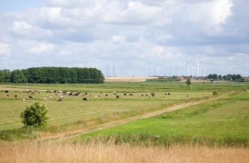 MG_Zepkow_Blick_aufs_Dorf_mit_Kühen_und_Windrädern_DSC9358 