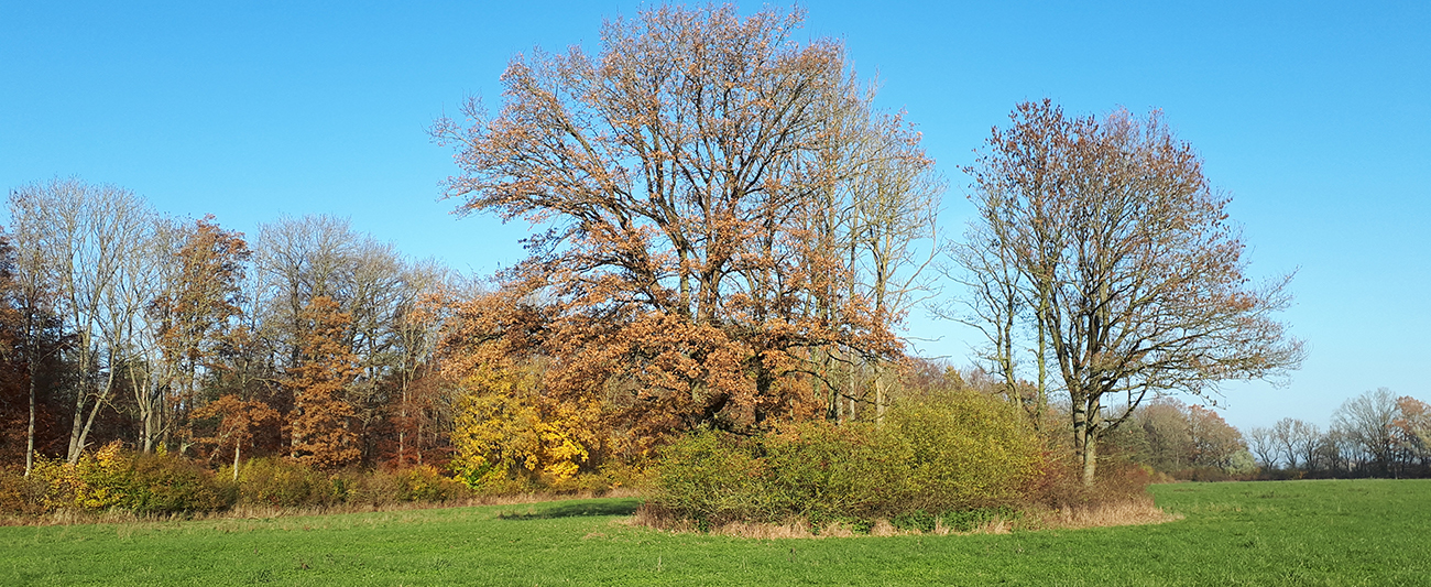 Wiese Langenhanshäger Wald © LGMV