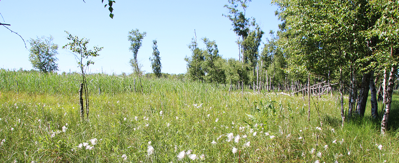 2 Moorschutz und Natura 2000 