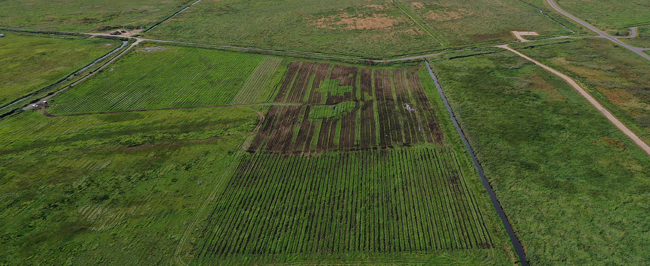 Schilfpflanzung Polder Bargischow Süd © LGMV