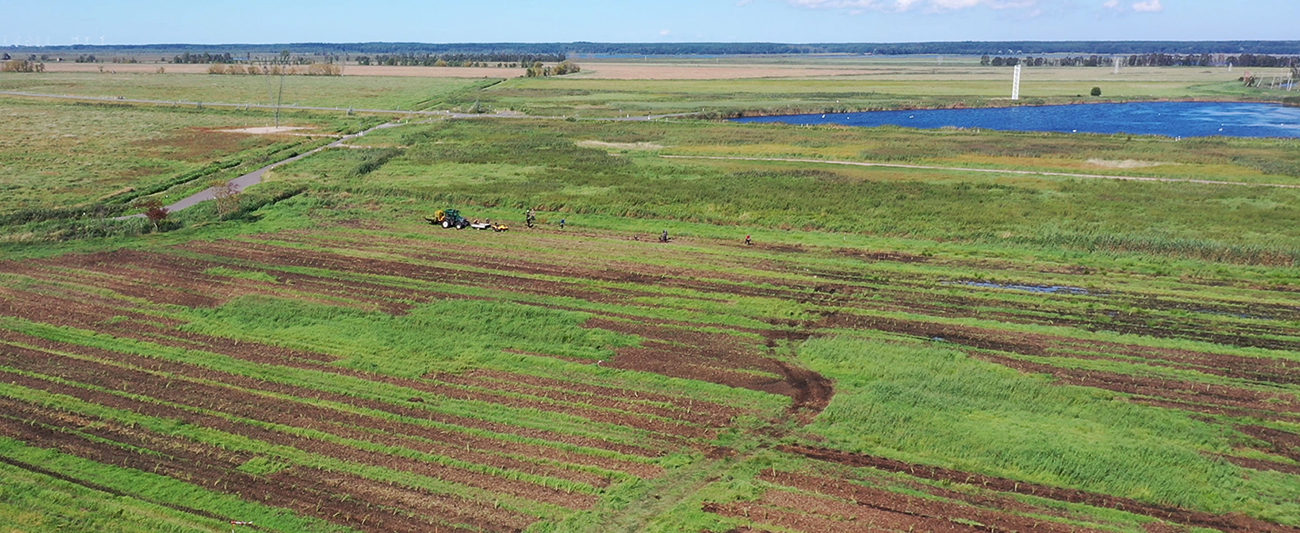 Schilfpflanzung Polder Bargischow Süd © LGMV