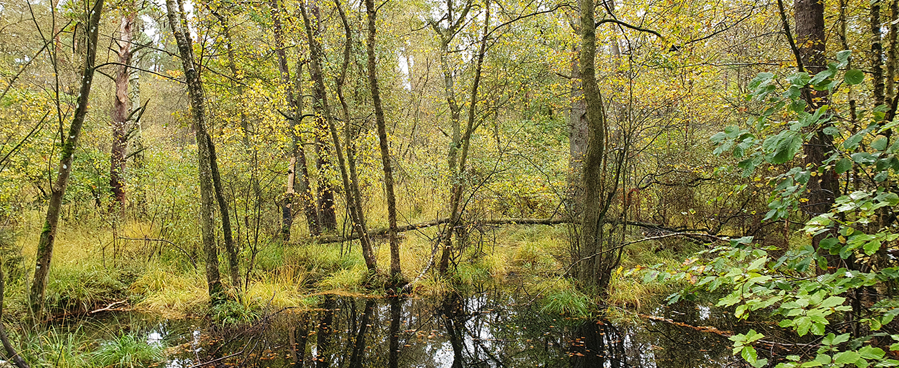 Vernässte Waldmoorfläche LGMV
