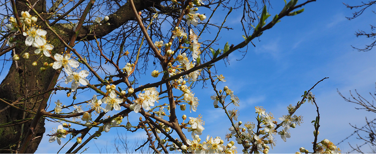 Frühling in MV © LGMV