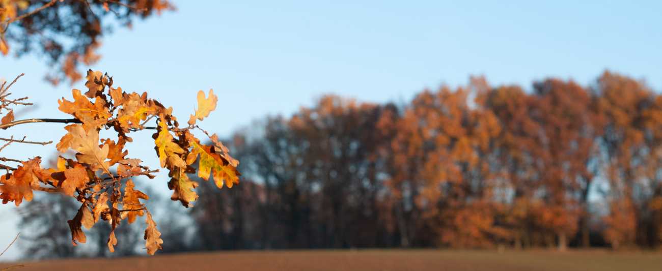 Herbst in Mecklenburg-Vorpommern © LGMV