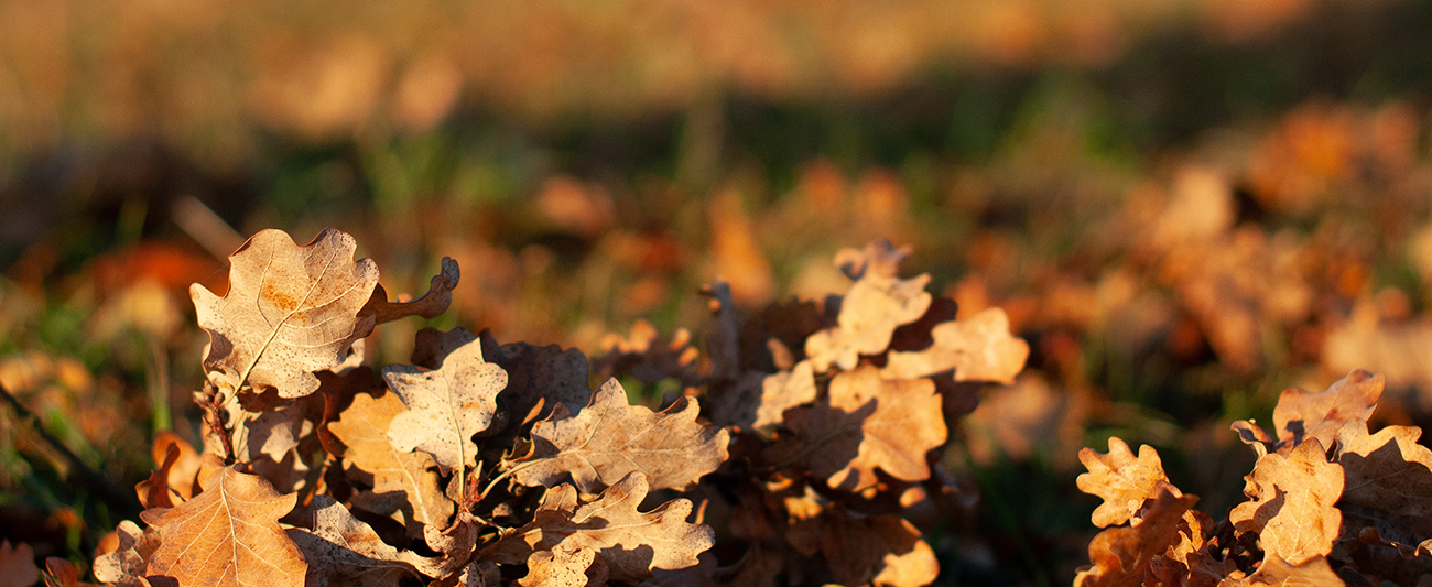 Herbst in Mecklenburg-Vorpommern LGMV