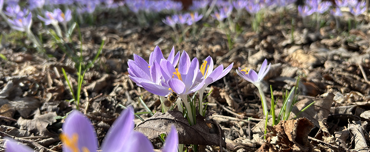 Krokusse im März LGMV