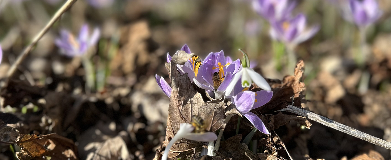 Krokusse im März LGMV