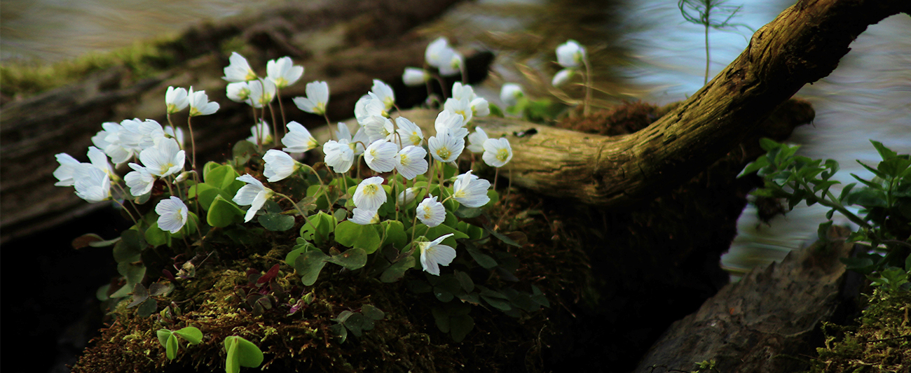 Frühling in MV © LGMV