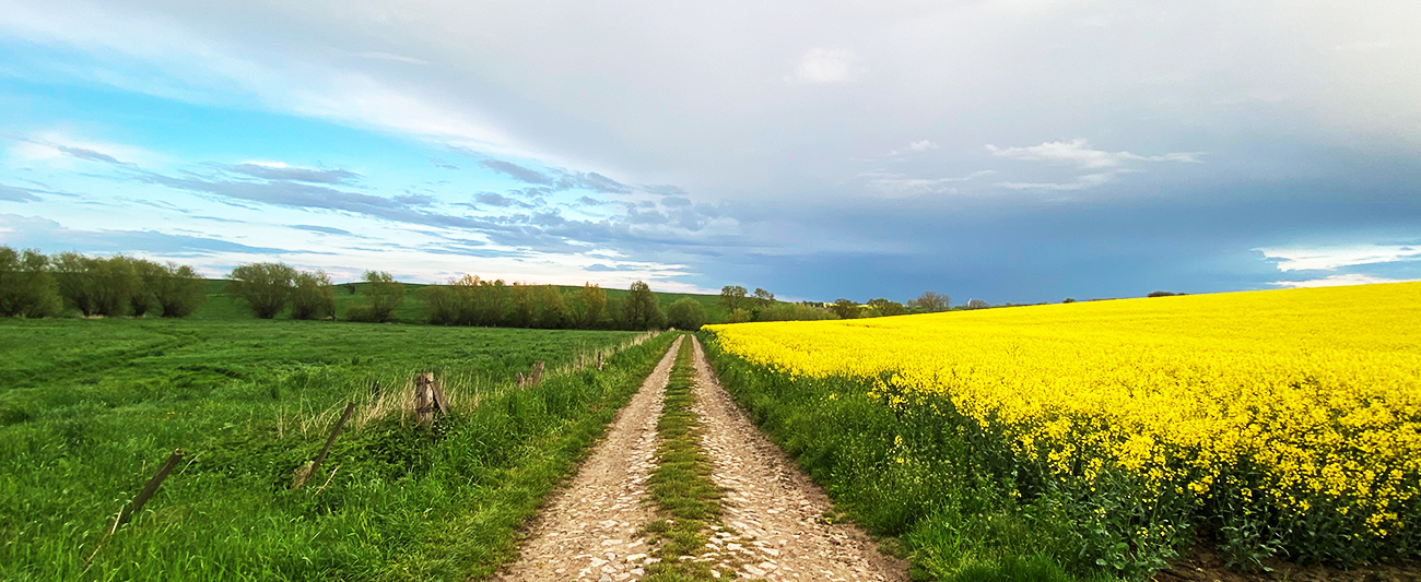 Rapsfeld und Grünland in MV © LGMV