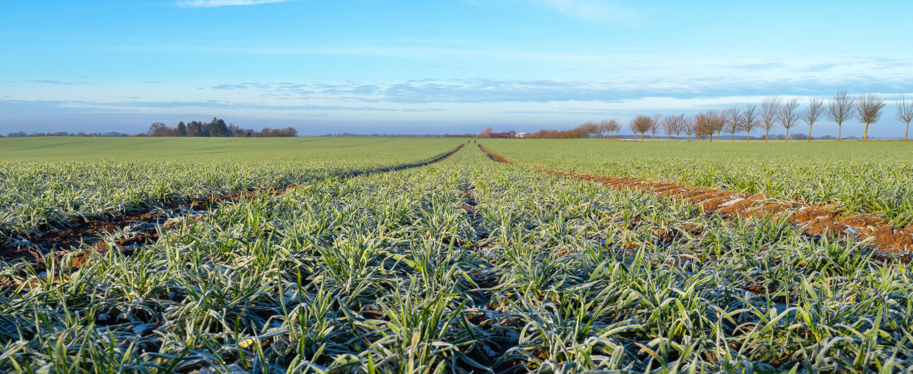 Frost auf Feld in Mecklenburg-Vorpommern © LGMV