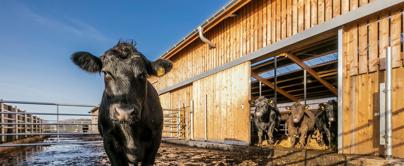 Rinder im Auslaufbereich eines Stalls © Jochen Quast