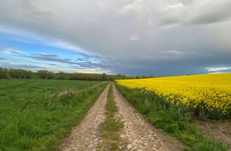 Rapsfeld und Grünland